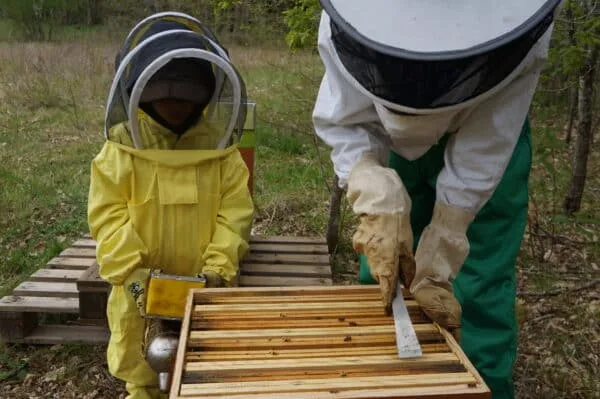 Découverte de l'apiculture